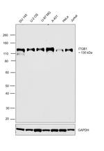 ITGB1 Antibody in Western Blot (WB)