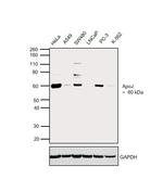 Apolipoprotein J Antibody in Western Blot (WB)