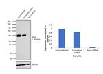 Apolipoprotein J Antibody in Western Blot (WB)