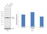 HSPA9 Antibody in Western Blot (WB)