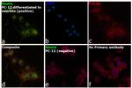 Nestin Antibody in Immunocytochemistry (ICC/IF)