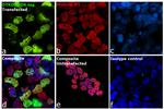 DYKDDDDK Tag Antibody in Immunocytochemistry (ICC/IF)