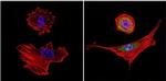 HSP70 Antibody in Immunocytochemistry (ICC/IF)