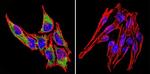 HSP70 Antibody in Immunocytochemistry (ICC/IF)