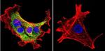 HSP90 alpha Antibody in Immunocytochemistry (ICC/IF)