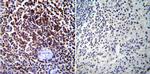 NFATC1 Antibody in Immunohistochemistry (Paraffin) (IHC (P))