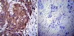 p23 Antibody in Immunohistochemistry (Paraffin) (IHC (P))