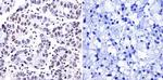 Phosphatidylinositol 4,5-bisphosphate Antibody in Immunohistochemistry (Paraffin) (IHC (P))