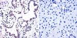 Phosphatidylinositol 4,5-bisphosphate Antibody in Immunohistochemistry (Paraffin) (IHC (P))