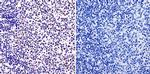 Phosphatidylinositol 4,5-bisphosphate Antibody in Immunohistochemistry (Paraffin) (IHC (P))