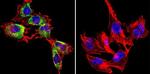 Caveolin 1 Antibody in Immunocytochemistry (ICC/IF)