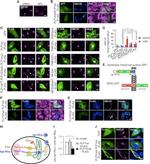 PDI Antibody in Immunocytochemistry (ICC/IF)