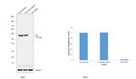 PDI Antibody