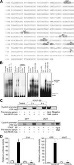 NFATC1 Antibody in ChIP Assay (ChIP)