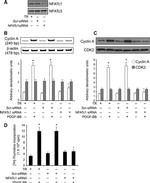 NFATC1 Antibody in Western Blot (WB)