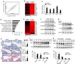 NFATC1 Antibody in Western Blot, Immunohistochemistry (Paraffin) (WB, IHC (P))