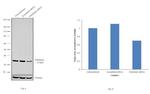 Fibrillarin Antibody in Western Blot (WB)