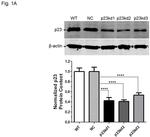 p23 Antibody in Western Blot (WB)