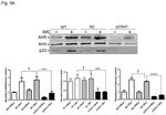 p23 Antibody in Western Blot (WB)