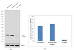 p23 Antibody in Western Blot (WB)