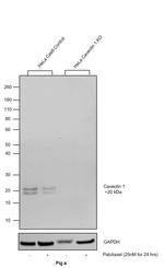 Caveolin 1 Antibody in Western Blot (WB)