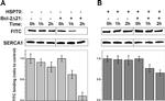 SERCA1 ATPase Antibody in Western Blot (WB)