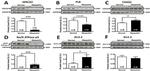 SERCA2 ATPase Antibody in Western Blot (WB)