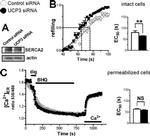 SERCA2 ATPase Antibody in Western Blot (WB)