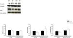 SERCA2 ATPase Antibody in Western Blot (WB)