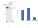 SERCA2 ATPase Antibody