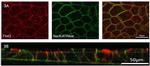 ATP1A1 Antibody in Immunocytochemistry (ICC/IF)