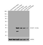 GST Tag Antibody in Western Blot (WB)