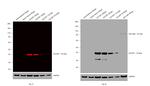 GST Tag Antibody