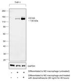 CD163 Antibody