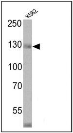 CD163 Antibody in Western Blot (WB)