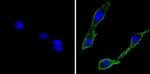 CD56 Antibody in Immunocytochemistry (ICC/IF)