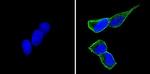 CD56 Antibody in Immunocytochemistry (ICC/IF)