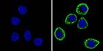 CD56 Antibody in Immunocytochemistry (ICC/IF)