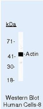 Actin Antibody in Western Blot (WB)