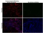 Vimentin Antibody in Immunohistochemistry (Paraffin) (IHC (P))