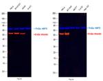 Vimentin Antibody in Western Blot (WB)