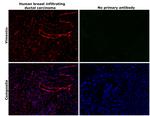 Vimentin Antibody in Immunohistochemistry (Paraffin) (IHC (P))