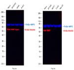 Vimentin Antibody in Western Blot (WB)