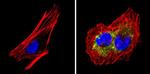 Fibrillin 1 Antibody in Immunocytochemistry (ICC/IF)