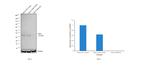 CDK4 Antibody in Western Blot (WB)