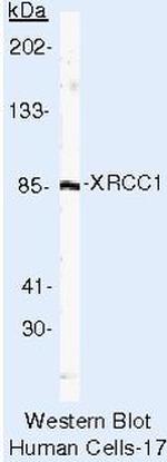 XRCC1 Antibody in Western Blot (WB)