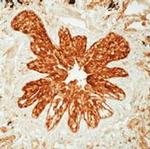 Ezrin Antibody in Immunohistochemistry (Paraffin) (IHC (P))