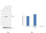 MVP Antibody in Western Blot (WB)