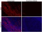 CD44 Antibody in Immunohistochemistry (Paraffin) (IHC (P))