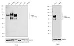 CD44 Antibody in Western Blot (WB)